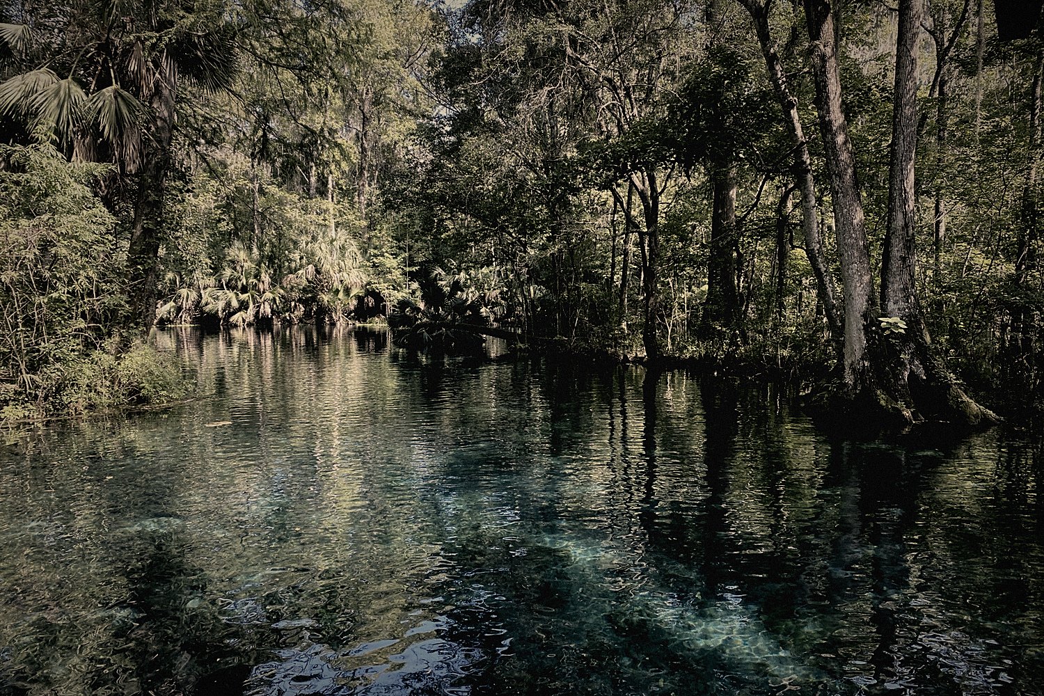A Florida spring, cypress standing in clear water